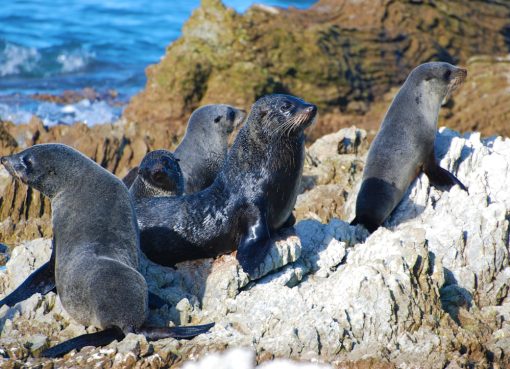 Photo cute seal