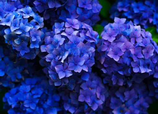 Photo casket, flowers